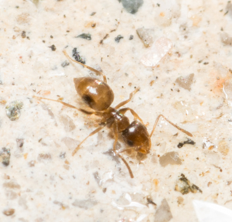 Rover ant - Brachymyrmex patagonicus
