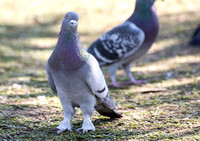 Rock Pigeon - Columba livia (wcool feet)