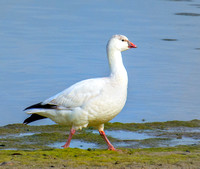 Ross's Goose x Snow Goose (hybrid)