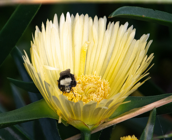 Yellow-faced bumble bee - Bombus (Pyrobombus) vosnesenskii
