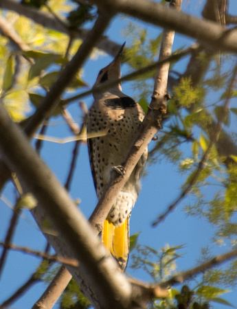 Northern Flicker (yellow shafted) - Colaptes auratus