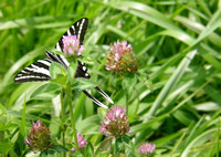 Zebra swallowtail - Eurytides marcellus