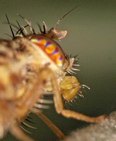 Fruit fly - Paracantha sp. (P. cultaris or P. gentilis?)