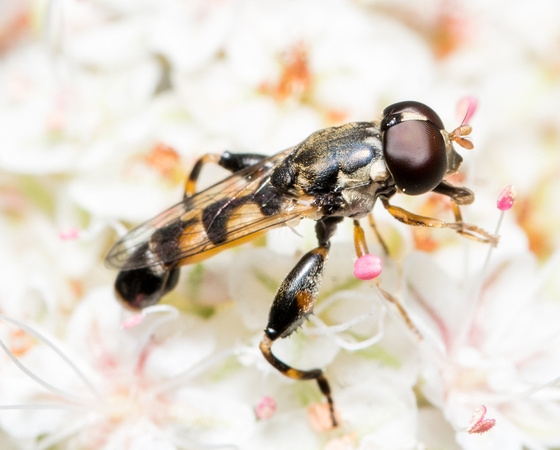 Thick-legged hoverfly - Syritta pipiens