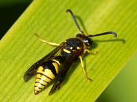 Potter wasp 2 - Eumenes crucifera