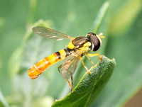 Flower fly - Sphaerophoria contigua