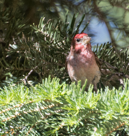 Cassin's Finch - Haemorhous cassinii, Northern Sierra