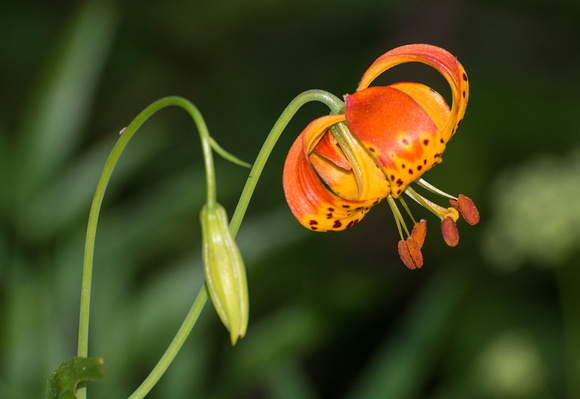 Leopard Lily - Lilium pardalinum