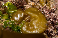 Puff-ball Algae - Colpomenia sinuosa