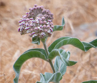 Woollypod milkweed - Asclepias eriocarpa