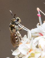 Sweat bee 3 - Lasioglossum sp. (Subgenus Dialictus )