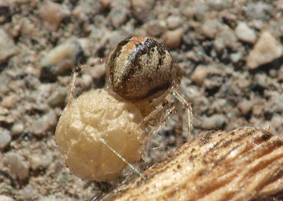Cobweb spider - Theridion sp.