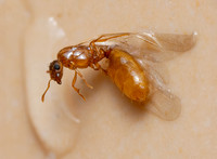 Thief ant - Solenopsis molesta