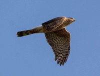 Cooper's Hawk - Accipiter cooperii