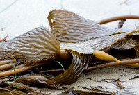 Kelp, Sea Grass, Bryozoans, et al