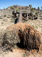 Joshua tree - Yucca brevifolia