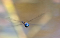 Blue-eyed darner - Rhionaeschna multicolor