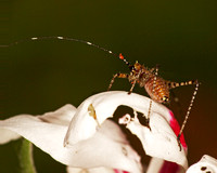 Mediterranean katydid (nymph) - Phaneroptera nana