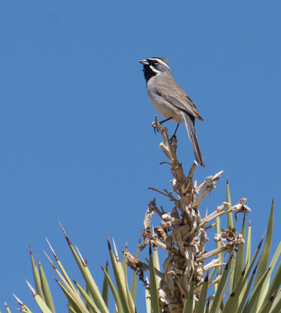 Black-throated Sparrow - Amphispiza bilineata