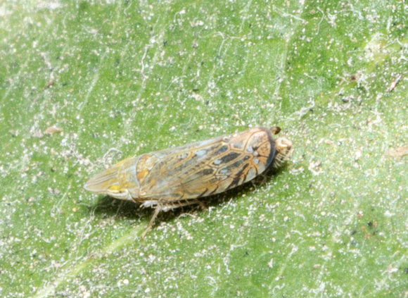 Leafhopper -Scaphytopius sp