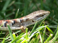 Southern alligator lizard - Elgaria multicarinata