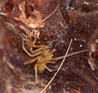 Longlegged spider - Cheiracanthium inclusum