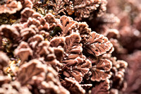 Upright Coralline Alage - Corallina sp