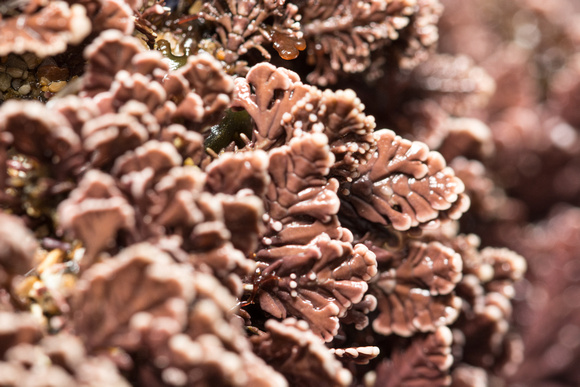 Upright Coralline Alage - Corallina sp