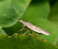 Damsel bug - Nabis sp.