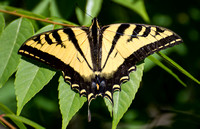 Western tiger swallowtail - papilio rutulus