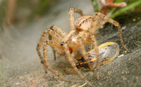 Corner spider - Hololena sp. eating Scentless plant bug - Brachycarenus tigrinus