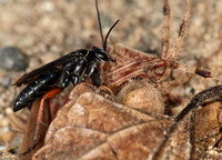 Spider wasp - Episyron conterminus posterus