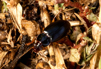 Ground beetle - Notiobia sp.