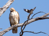 Red-tailed harassed by Mockingbird