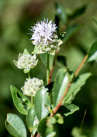 Mountain coyote mint (pennyroyal) - Monardella odoratissima