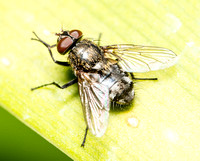 Cluster fly - Pollenia sp