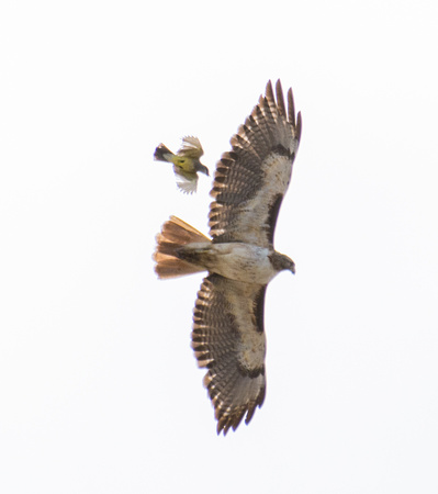 Cassin's Kingbird  attacking a Red-tailed Hawk