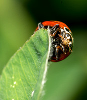 Blood red lady beetle - Cycloneda sanguinea