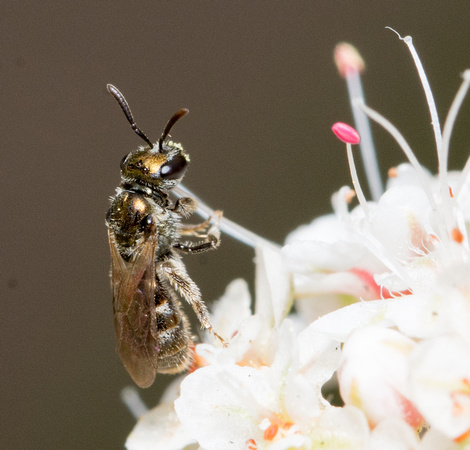 Sweat bee 3 - Lasioglossum sp. (Subgenus Dialictus )