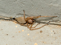 Long-legged sac spider - Cheiracanthium milde
