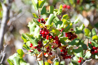 Hollyleaf Redberry - Rhamnus ilicifolia