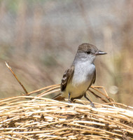Ash-throated Flycatcher - Myiarchus cinerascens