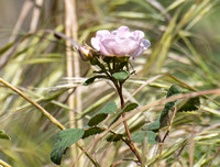 California wild rose - Rosa californica