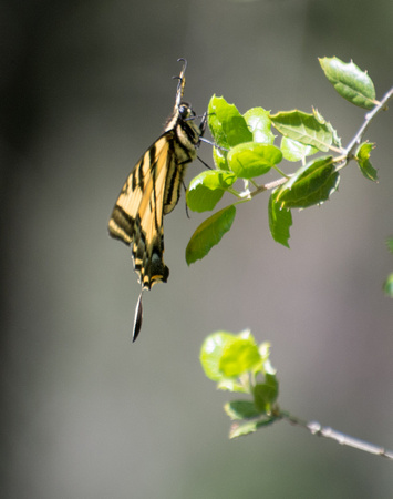 Western tiger swallowtail - papilio rutulus