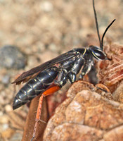 Spider wasp - Episyron conterminus posterus