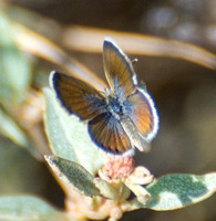 Western Pygmy-Blue - Brephidium exilis