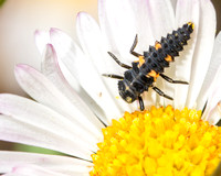 Seven-spot lady beetle - Coccinella septempunctata