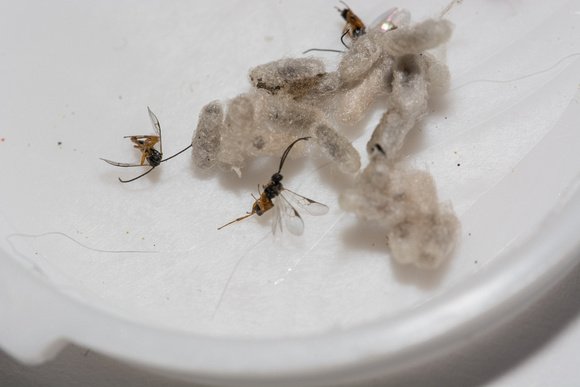 Parasitoid wasp that emerged from host in coccons