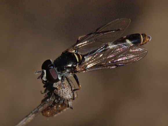 Four-Speckled Hoverfly - Dioprosopa clavata