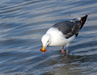 Western Gull - Larus occidentalis eating Pelagic Red Crab – Pleuroncodes planipes
